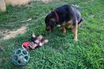 Silly Little Dog