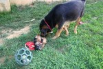 Sniff Sniff