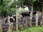 Costa Rican Cows (for Haley)