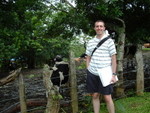 Costa Rican Cows (for Haley)
