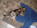 Conked Out!