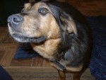 Sniff the Camera