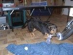Play Fetch