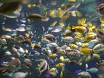 Aquarium