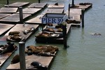 Pier 39